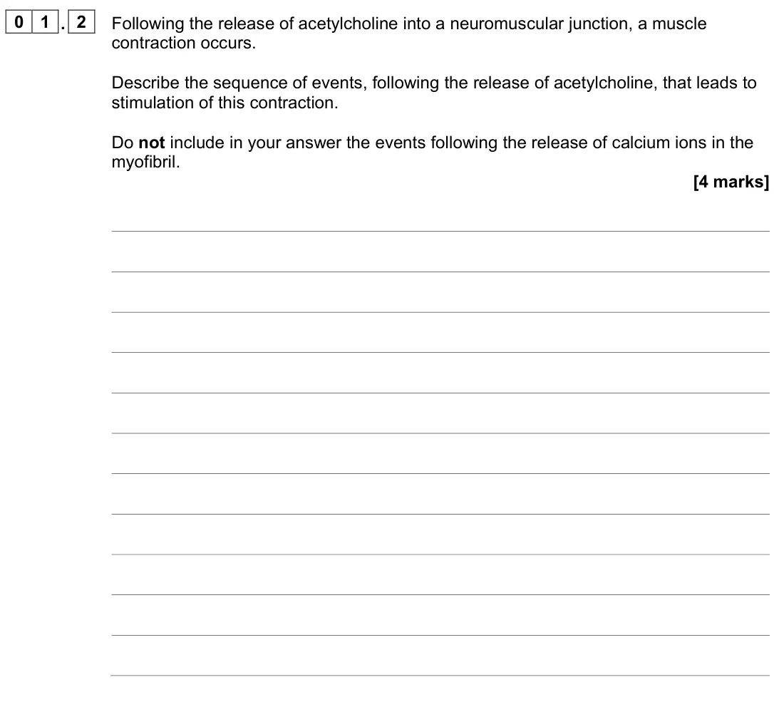 June 2024 Paper 2, question 01.2: Following the release of acetylcholine into a neuromuscular junction, a muscle contraction occurs. Describe the sequence of events, following the release of ace