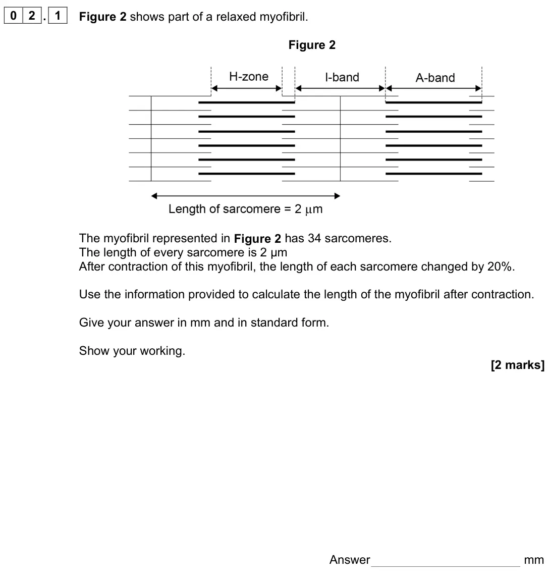 June 2024 Paper 2, question 02.1: Figure 2 shows part of a relaxed myofibril. Figure 2 The myofibril represented in Figure 2 has 34 sarcomeres. The length of every sarcomere is 2 µm After contra
