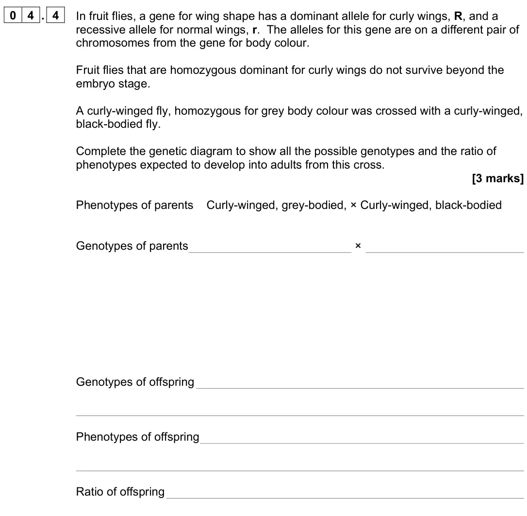 June 2024 Paper 2, question 04.4: In fruit flies, a gene for wing shape has a dominant allele for curly wings, R, and a recessive allele for normal wings, r. The alleles for this gene are on a d