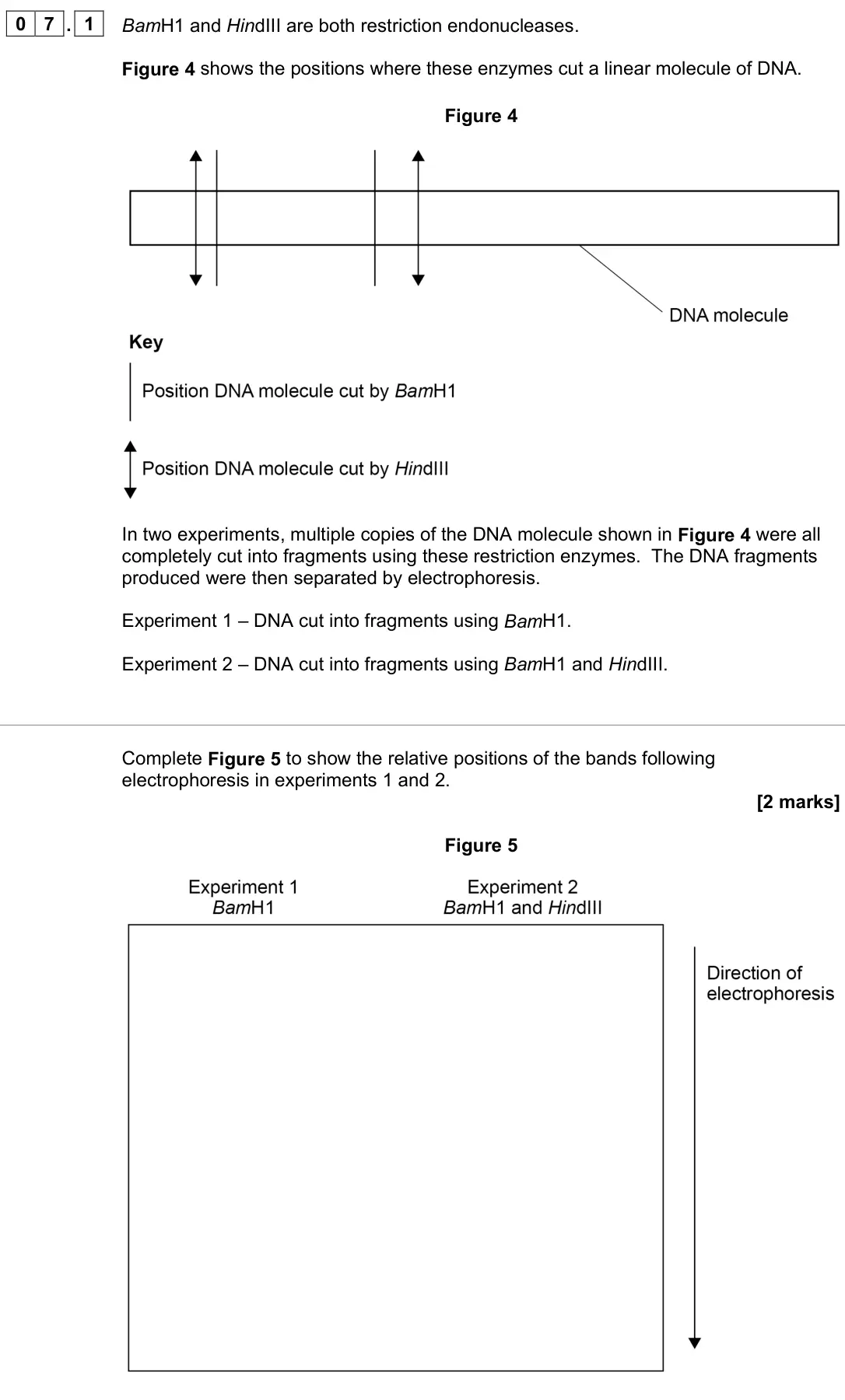 June 2024 Paper 2, question 07.1: BamH1 and HindIII are both restriction endonucleases. Figure 4 shows the positions where these enzymes cut a linear molecule of DNA. Figure 4 In two experiments