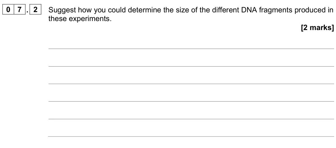 June 2024 Paper 2, question 07.2: Suggest how you could determine the size of the different DNA fragments produced in these experiments. [2 marks]