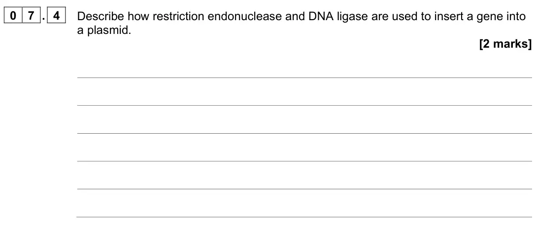 June 2024 Paper 2, question 07.4: Describe how restriction endonuclease and DNA ligase are used to insert a gene into a plasmid. [2 marks]