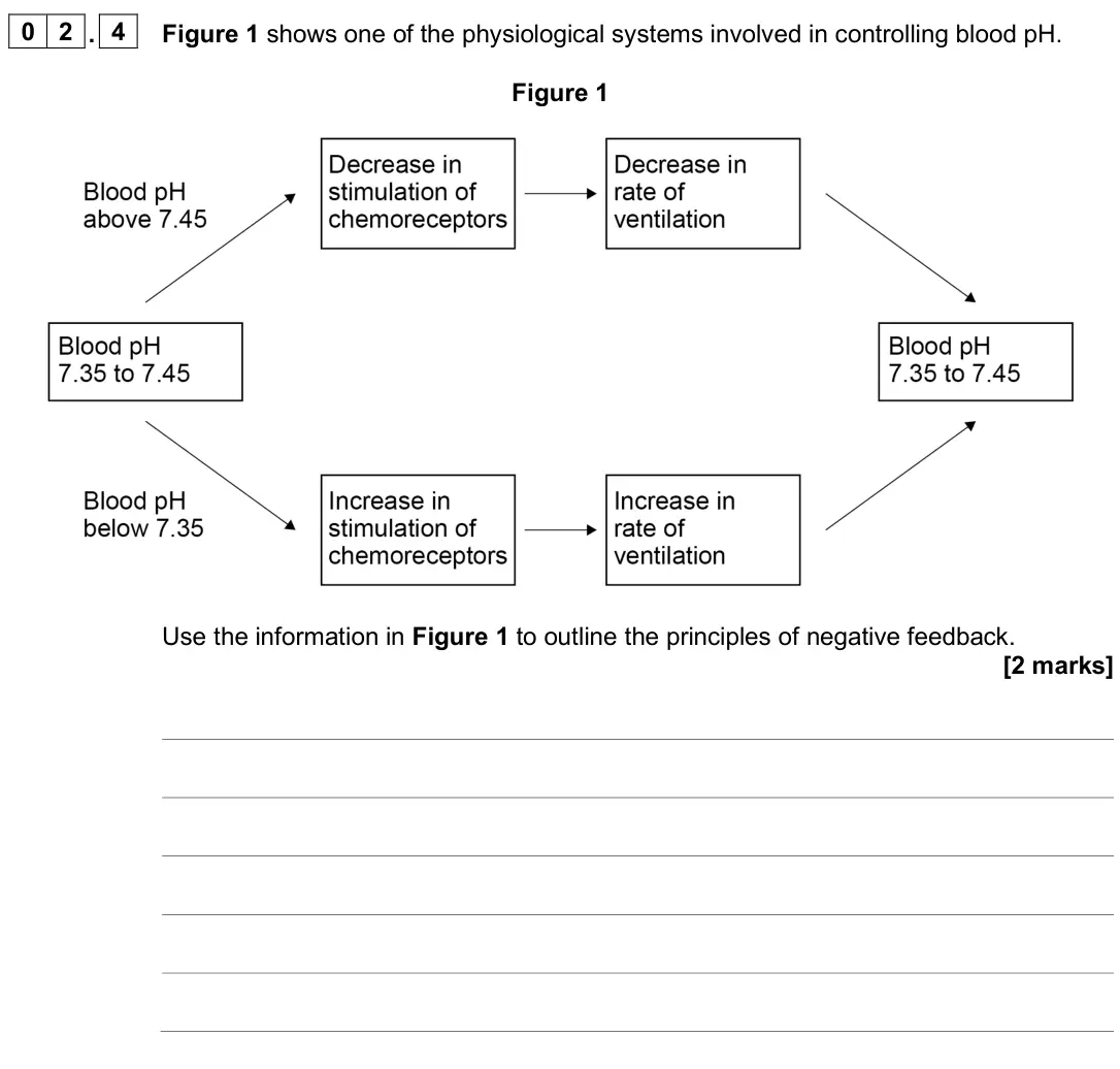 June 2025 Paper 2, question 02.4: Figure 1 shows one of the physiological systems involved in controlling blood pH. Figure 1 Use the information in Figure 1 to outline the principles of negative