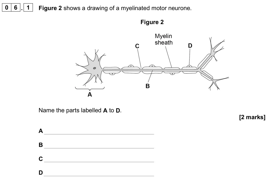 June 2025 Paper 2, question 06.1: Figure 2 shows a drawing of a myelinated motor neurone. Figure 2 Name the parts labelled A to D. [2 marks] A B C D