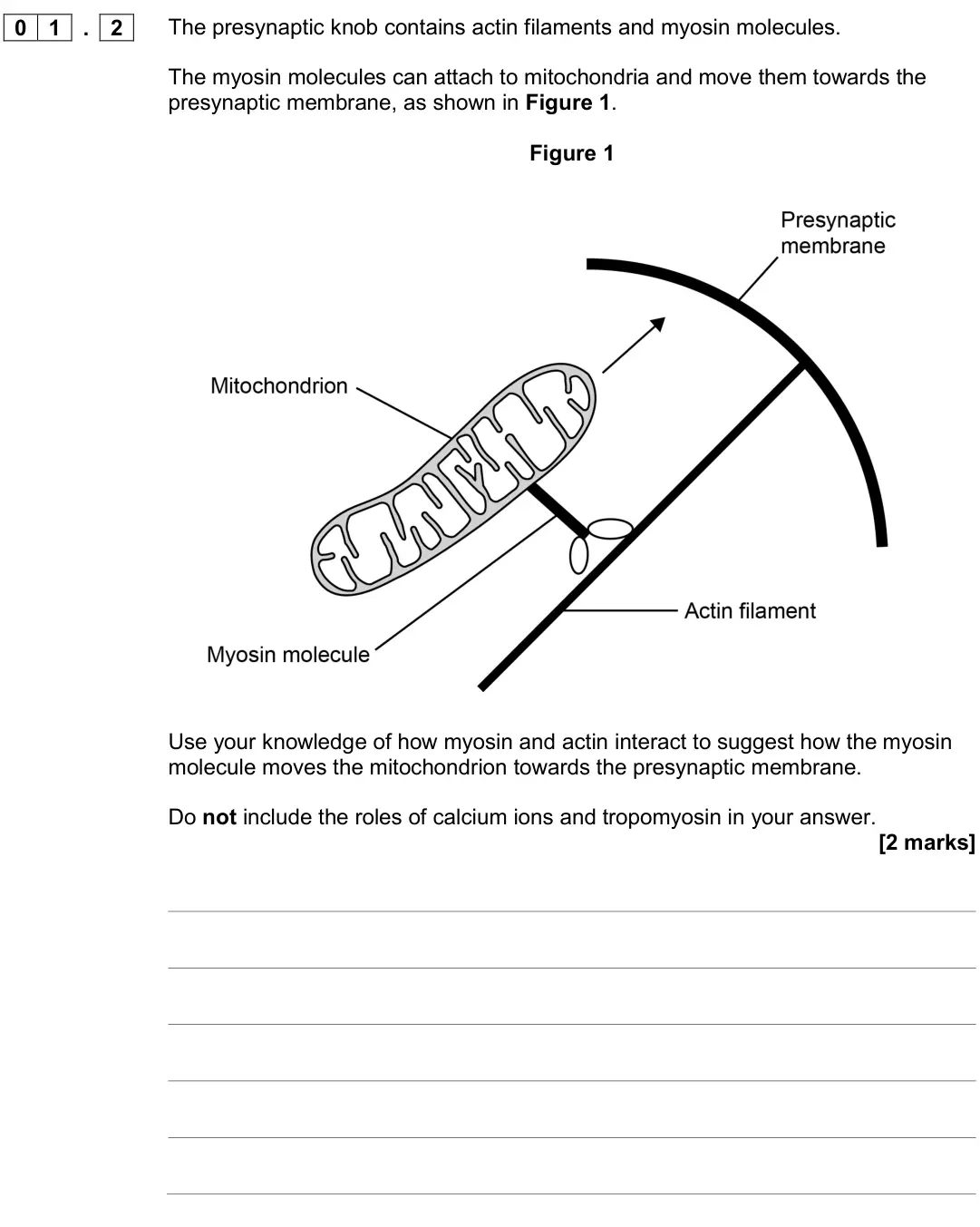 June 2017 Paper 3, question 01.2: The presynaptic knob contains actin filaments and myosin molecules. The myosin molecules can attach to mitochondria and move them towards the presynaptic membra