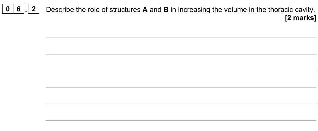 June 2025 Paper 3, question 06.2: Describe the role of structures A and B in increasing the volume in the thoracic cavity. [2 marks]