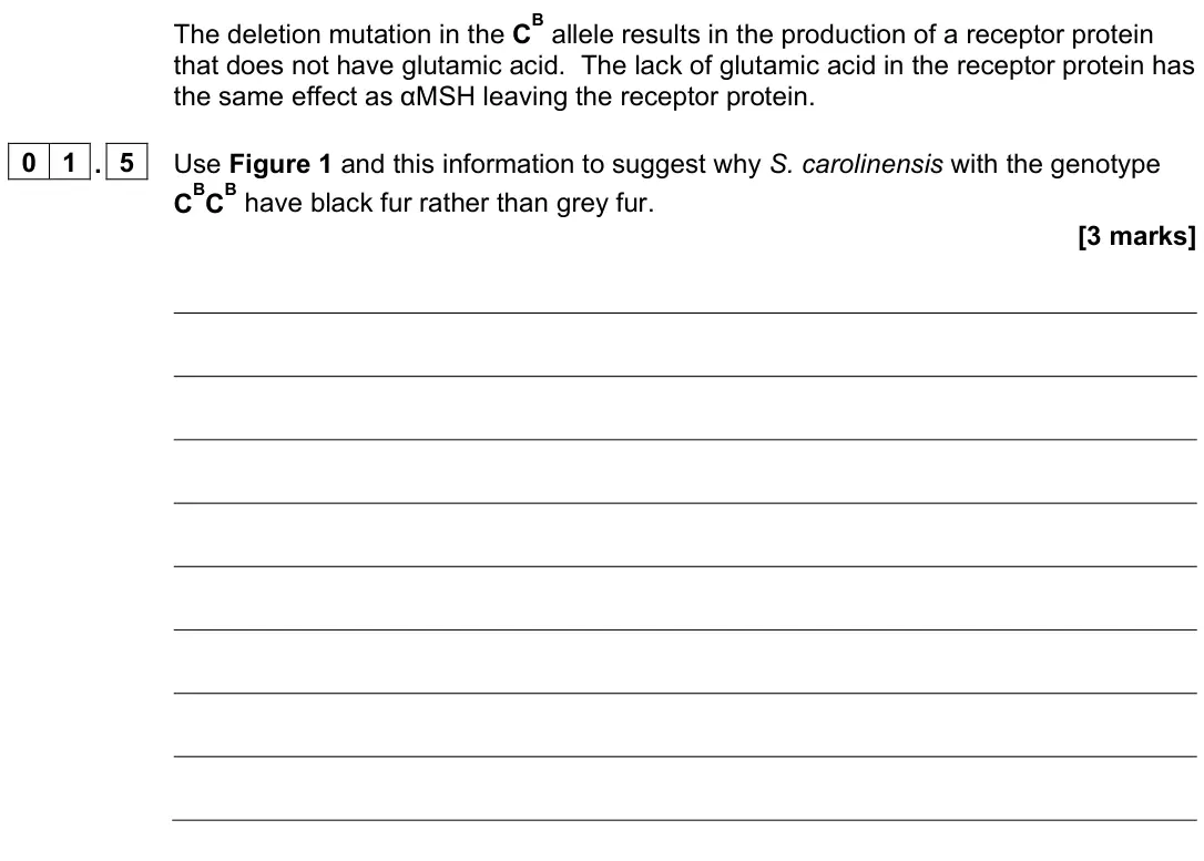 November 2021 Paper 3, question 01.5: Use Figure 1 and this information to suggest why S. carolinensis with the genotype C BC B have black fur rather than grey fur. [3 marks]