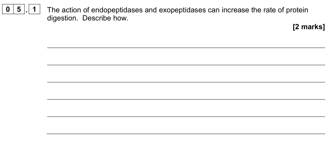 November 2021 Paper 3, question 05.1: The action of endopeptidases and exopeptidases can increase the rate of protein digestion. Describe how. [2 marks]
