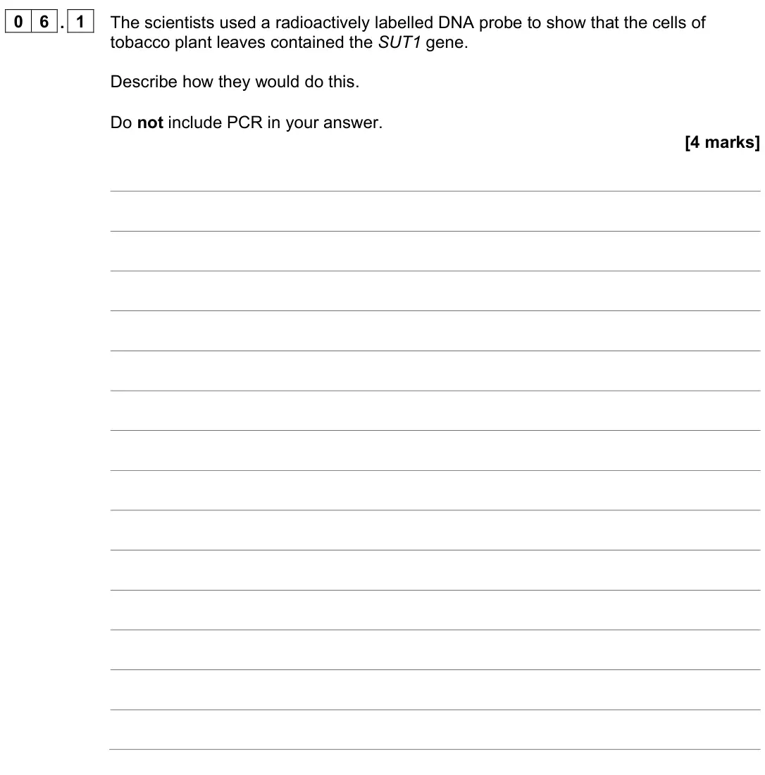 November 2021 Paper 3, question 06.1: The scientists used a radioactively labelled DNA probe to show that the cells of tobacco plant leaves contained the SUT1 gene. Describe how they would do this. 
