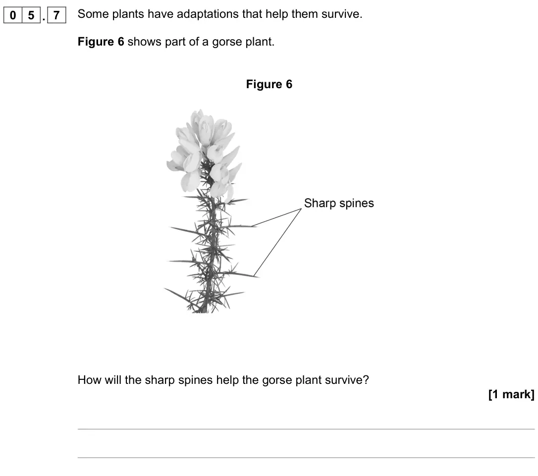 June 2022 Paper 1 Foundation, question 05.7: Some plants have adaptations that help them survive. Figure 6 shows part of a gorse plant. Figure 6 How will the sharp spines help the gorse plant survive? [1 m