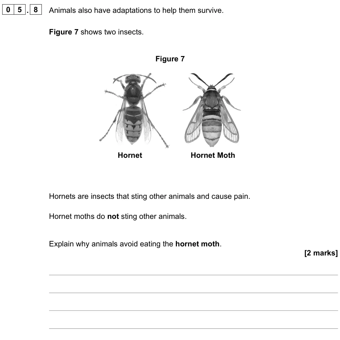 June 2022 Paper 1 Foundation, question 05.8: Animals also have adaptations to help them survive. Figure 7 shows two insects. Figure 7 Hornet Hornet Moth Hornets are insects that sting other animals and cau
