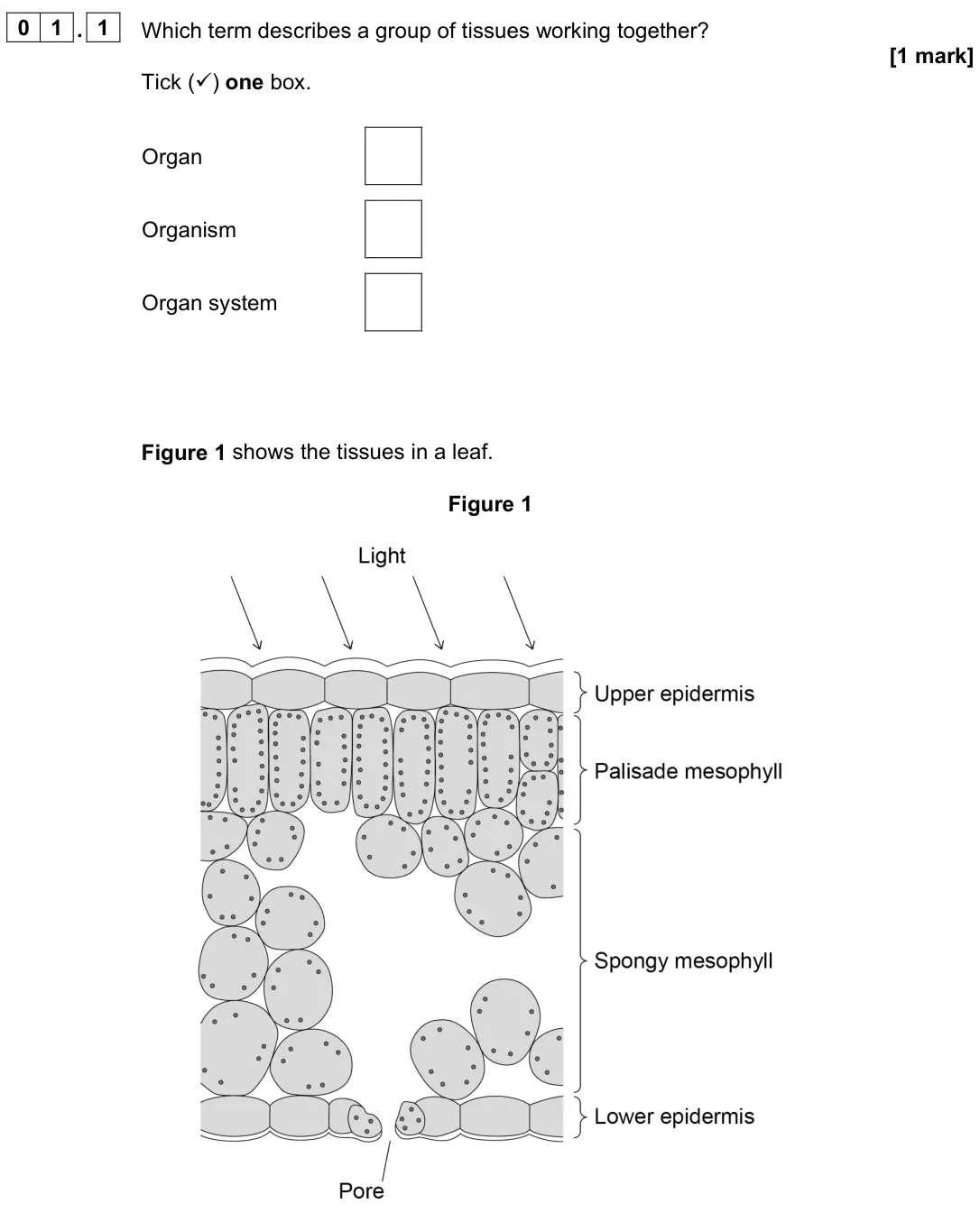 June 2024 Paper 1 Foundation, question 01.1: Which term describes a group of tissues working together? [1 mark] Tick () one box. Organ Organism Organ system Figure 1 shows the tissues in a leaf. Figure 1