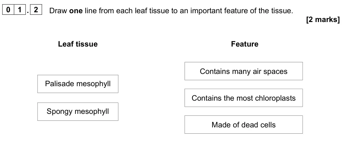 June 2024 Paper 1 Foundation, question 01.2: Draw one line from each leaf tissue to an important feature of the tissue. [2 marks] Leaf tissue Feature Palisade mesophyll Spongy mesophyll Contains many air s