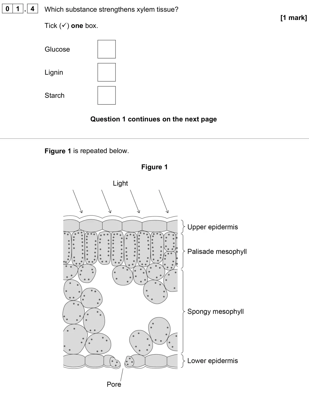 June 2024 Paper 1 Foundation, question 01.4: Which substance strengthens xylem tissue? [1 mark] Tick () one box. Glucose Lignin Starch Figure 1 is repeated below. Figure 1