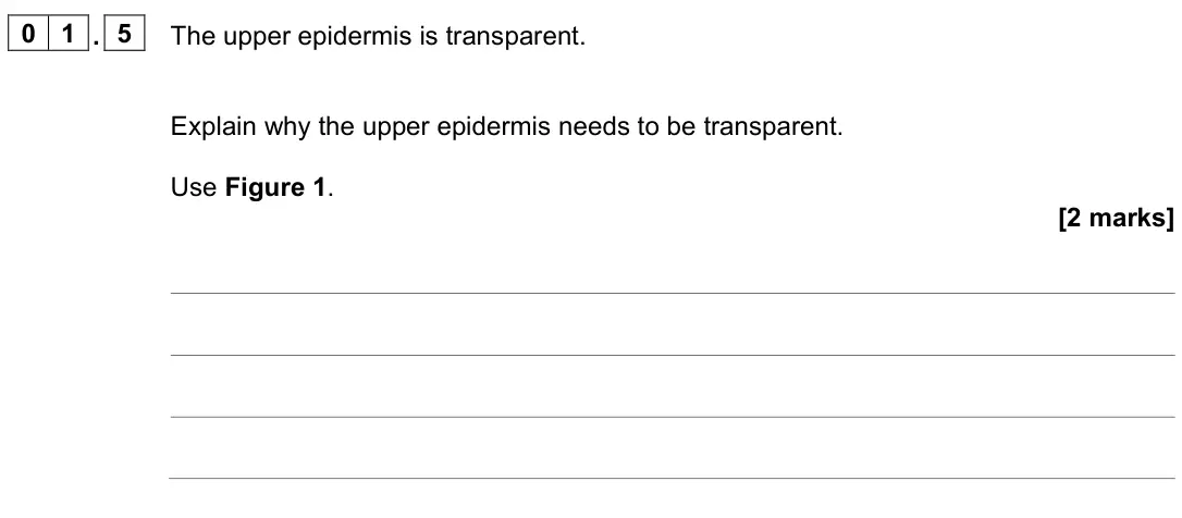 June 2024 Paper 1 Foundation, question 01.5: The upper epidermis is transparent. Explain why the upper epidermis needs to be transparent. Use Figure 1. [2 marks]