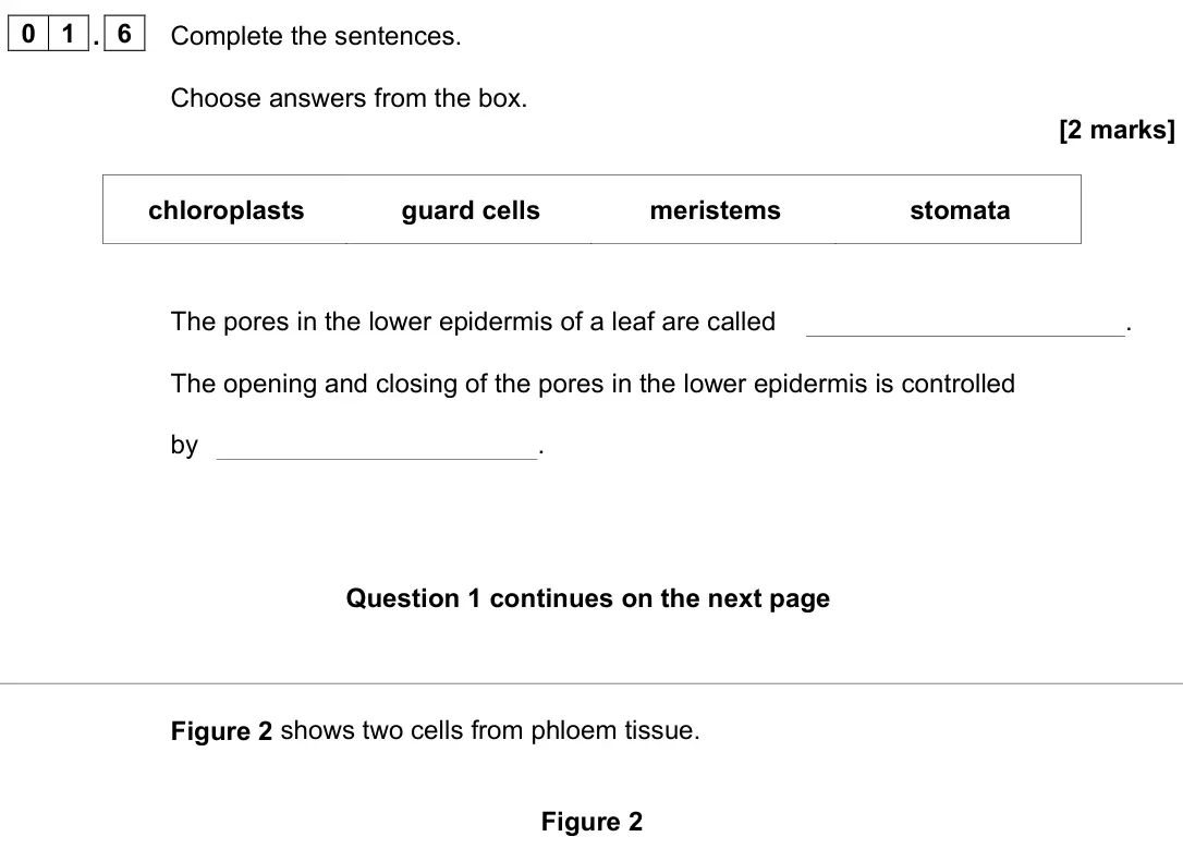 June 2024 Paper 1 Foundation, question 01.6: Complete the sentences. Choose answers from the box. [2 marks] chloroplasts guard cells meristems stomata The pores in the lower epidermis of a leaf are called 