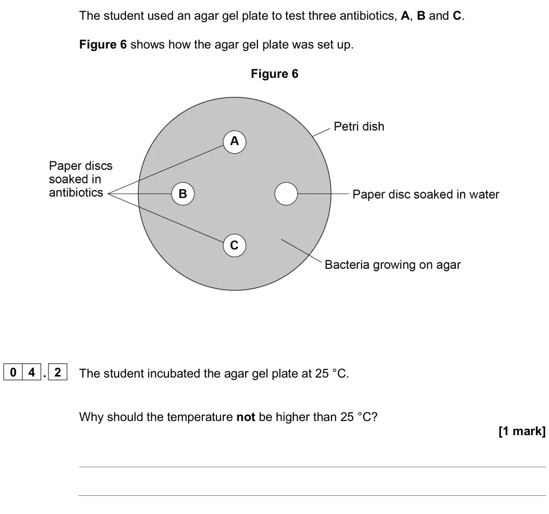 June 2025 Paper 1 Foundation, question 04.2: The student incubated the agar gel plate at 25 °C. Why should the temperature not be higher than 25 °C? [1 mark]