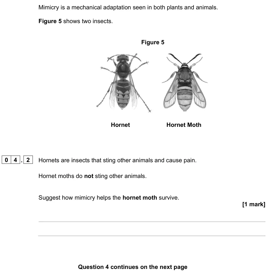 June 2022 Paper 1 Higher, question 04.2: Hornets are insects that sting other animals and cause pain. Hornet moths do not sting other animals. Suggest how mimicry helps the hornet moth survive. [1 mark