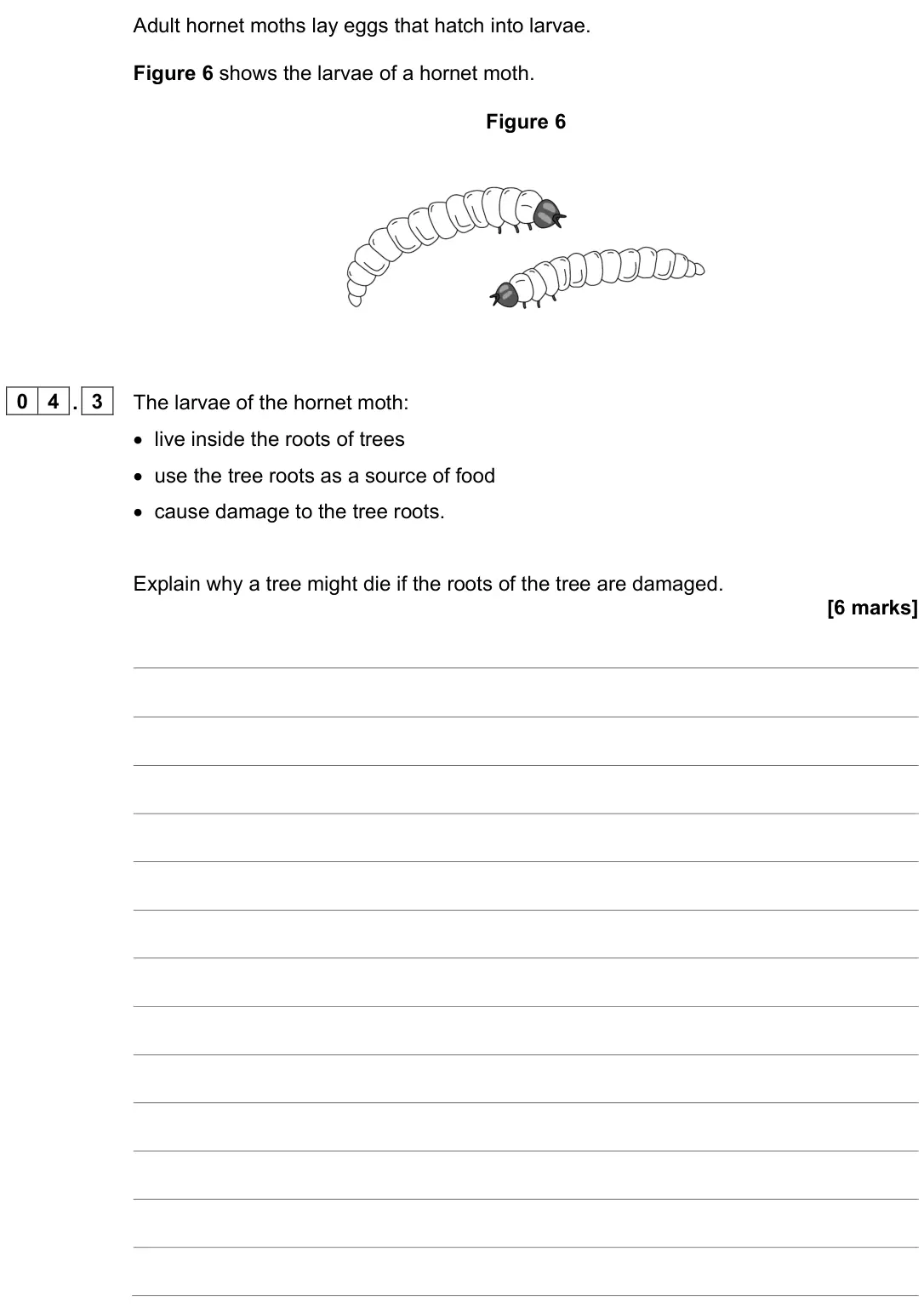 June 2022 Paper 1 Higher, question 04.3: The larvae of the hornet moth: • live inside the roots of trees • use the tree roots as a source of food • cause damage to the tree roots. Explain why a tree mi