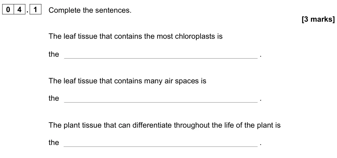 June 2024 Paper 1 Higher, question 04.1: Complete the sentences. [3 marks] The leaf tissue that contains the most chloroplasts is the . The leaf tissue that contains many air spaces is the . The plant 