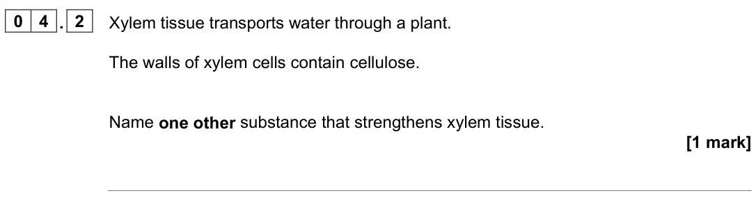 June 2024 Paper 1 Higher, question 04.2: Xylem tissue transports water through a plant. The walls of xylem cells contain cellulose. Name one other substance that strengthens xylem tissue. [1 mark]