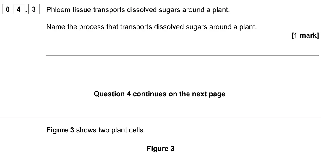 June 2024 Paper 1 Higher, question 04.3: Phloem tissue transports dissolved sugars around a plant. Name the process that transports dissolved sugars around a plant. [1 mark] Figure 3 shows two plant ce