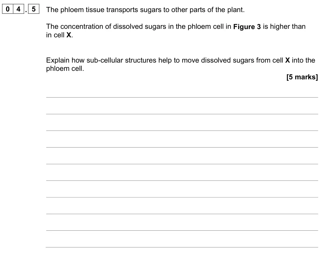 June 2024 Paper 1 Higher, question 04.5: The phloem tissue transports sugars to other parts of the plant. The concentration of dissolved sugars in the phloem cell in Figure 3 is higher than in cell X.