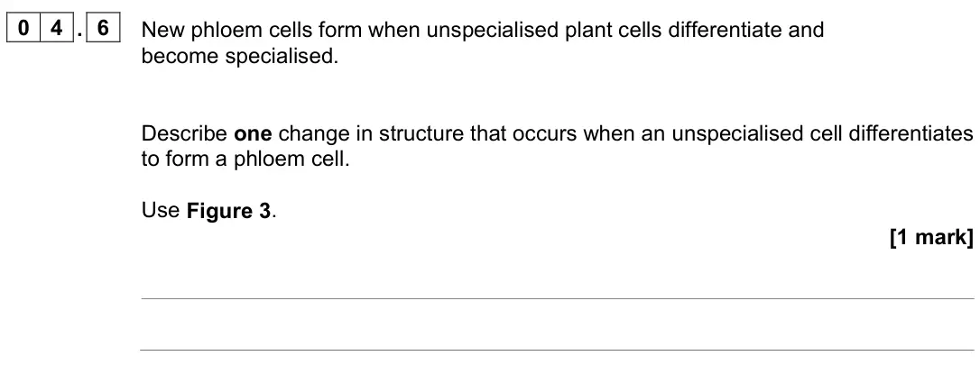 June 2024 Paper 1 Higher, question 04.6: New phloem cells form when unspecialised plant cells differentiate and become specialised. Describe one change in structure that occurs when an unspecialised ce