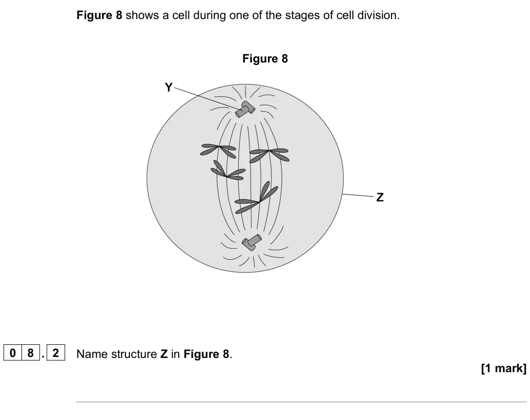 June 2024 Paper 1 Higher, question 08.2: Name structure Z in Figure 8. [1 mark]