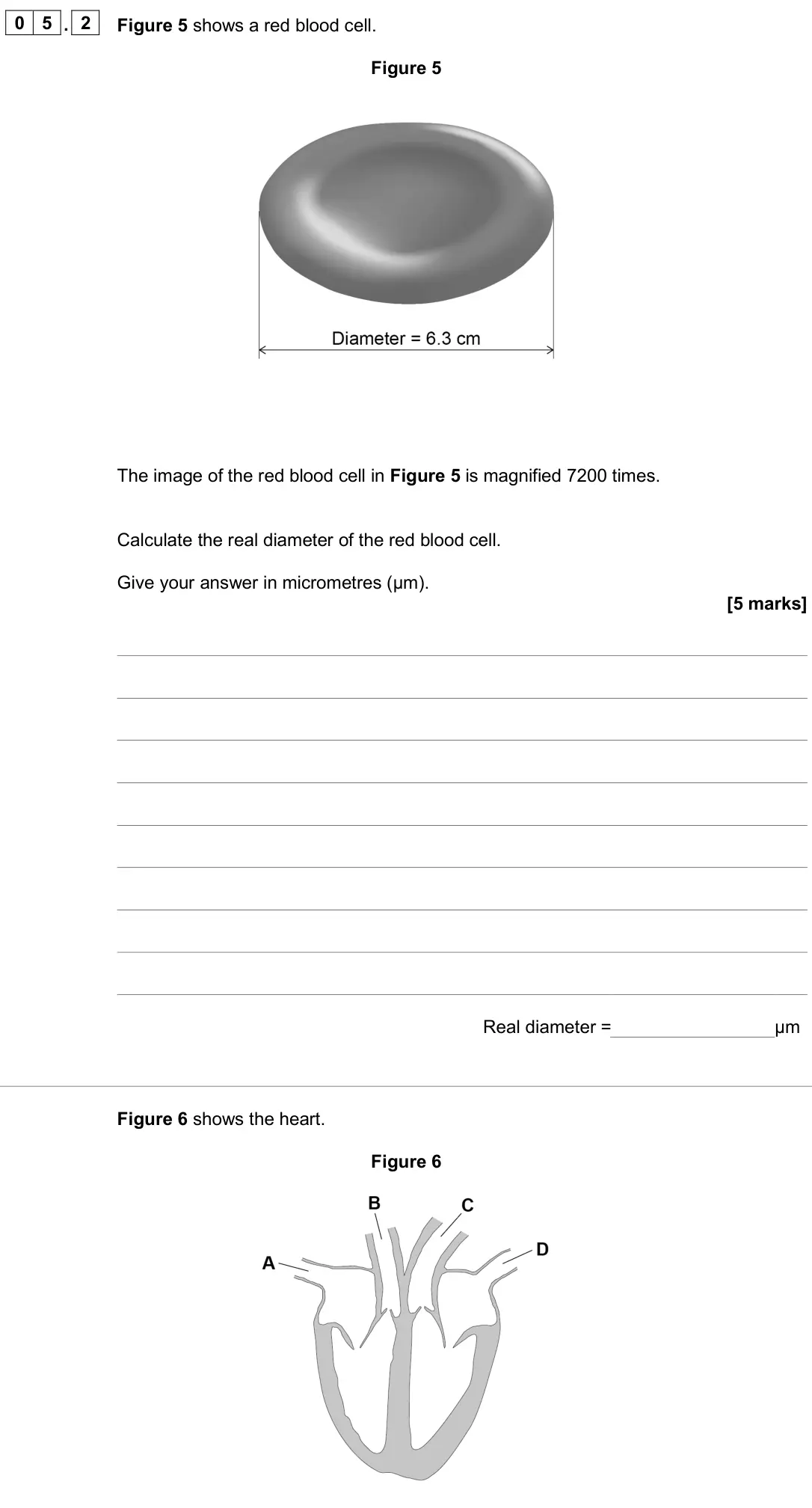 June 2025 Paper 1 Higher, question 05.2: Figure 5 shows a red blood cell. Figure 5 The image of the red blood cell in Figure 5 is magnified 7200 times. Calculate the real diameter of the red blood cell