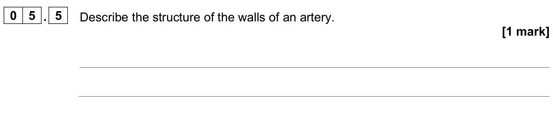June 2025 Paper 1 Higher, question 05.5: Describe the structure of the walls of an artery. [1 mark]