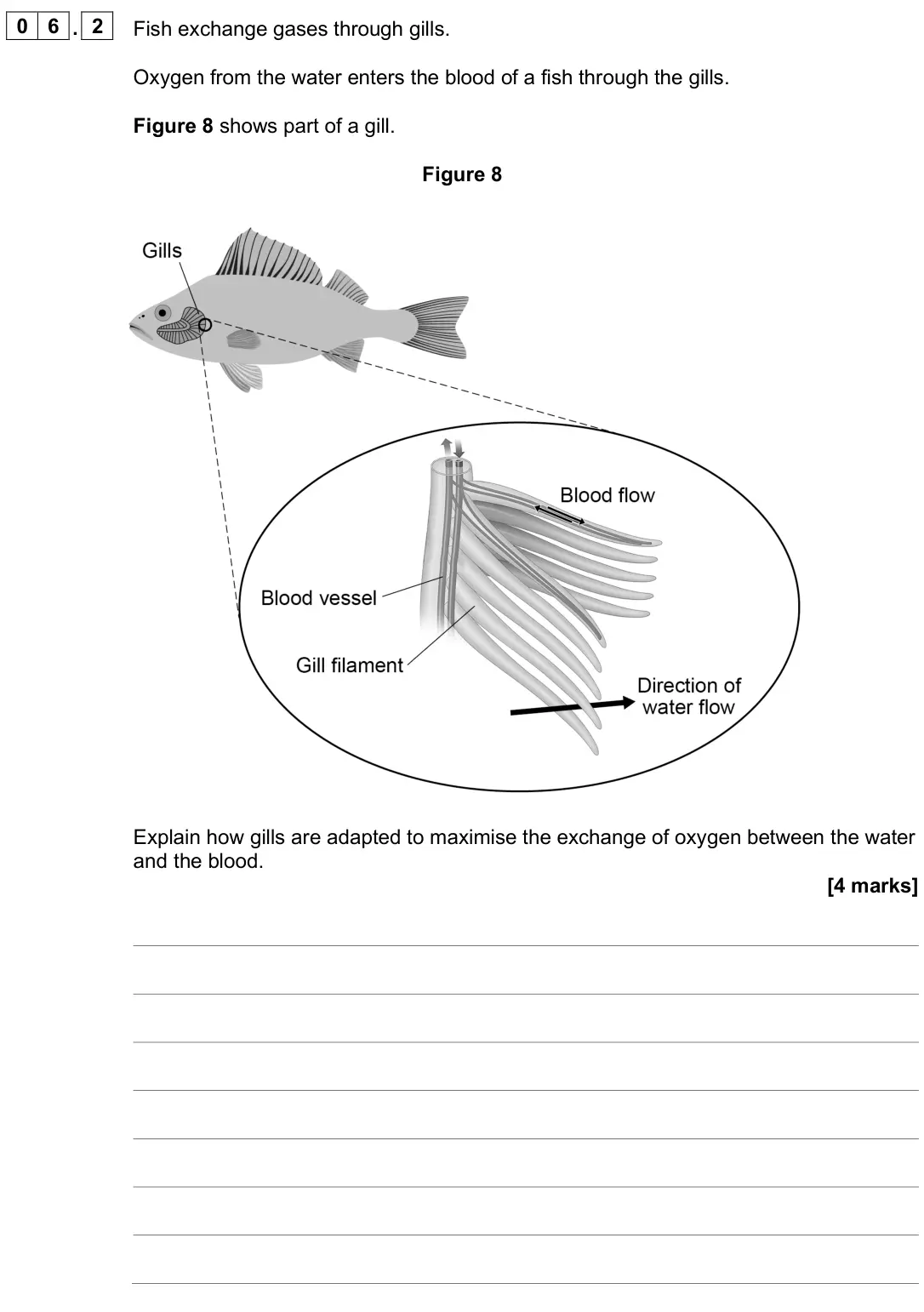 June 2025 Paper 1 Higher, question 06.2: Fish exchange gases through gills. Oxygen from the water enters the blood of a fish through the gills. Figure 8 shows part of a gill. Figure 8 Explain how gills