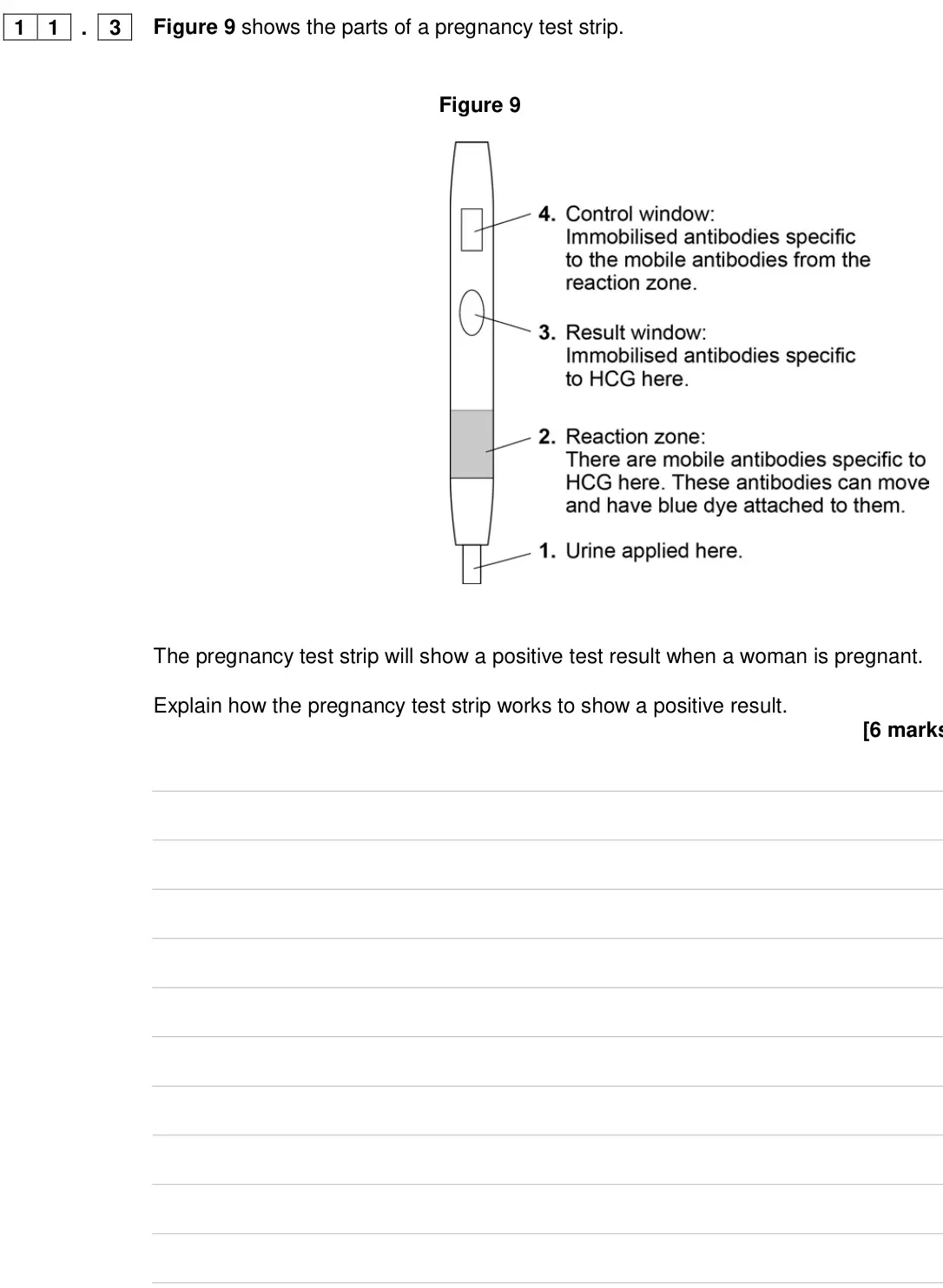Specimen Paper 1 Higher, question 11.3: Figure 9 shows the parts of a pregnancy test strip. Figure 9 The pregnancy test strip will show a positive test result when a woman is pregnant. Explain how the