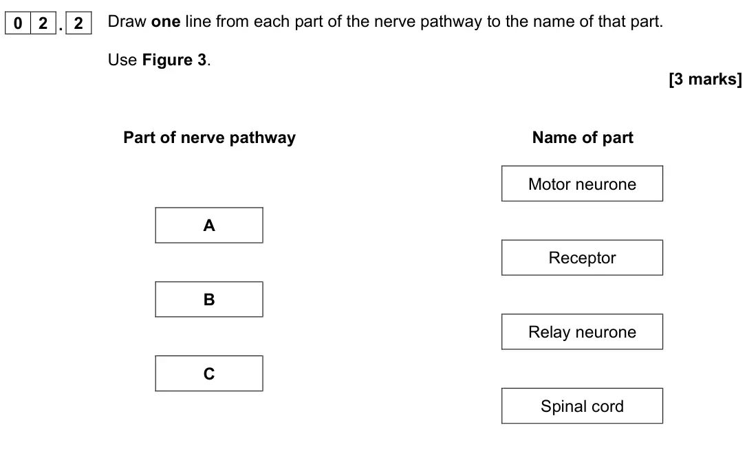June 2022 Paper 2 Foundation, question 02.2: Draw one line from each part of the nerve pathway to the name of that part. Use Figure 3. [3 marks] Part of nerve pathway Name of part A B C Motor neurone Recep