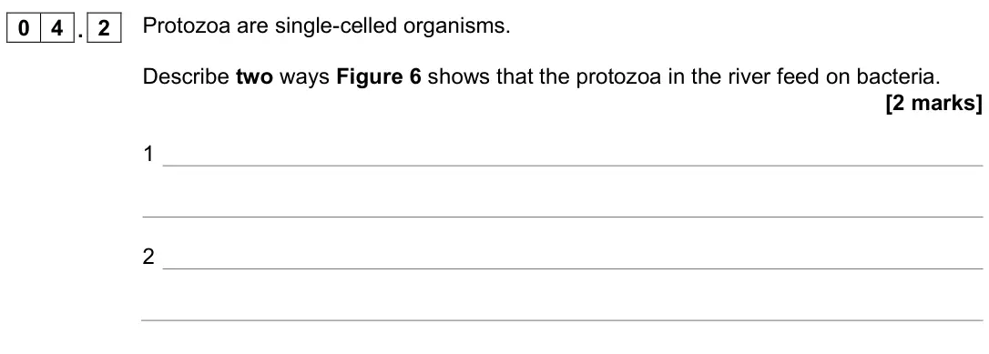 June 2022 Paper 2 Foundation, question 04.2: Protozoa are single-celled organisms. Describe two ways Figure 6 shows that the protozoa in the river feed on bacteria. [2 marks] 1 2