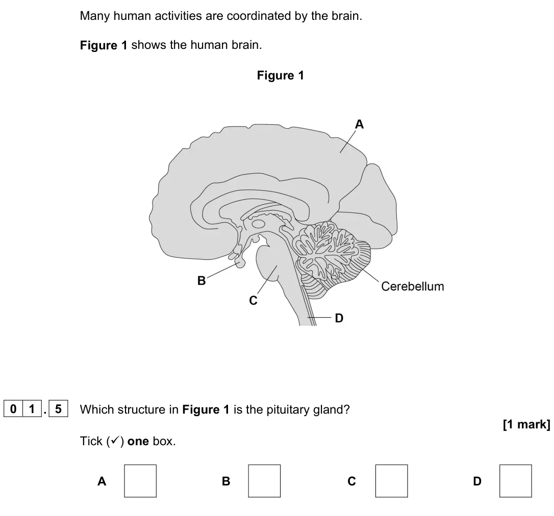 June 2024 Paper 2 Foundation, question 01.5: Which structure in Figure 1 is the pituitary gland? [1 mark] Tick () one box. A B C D
