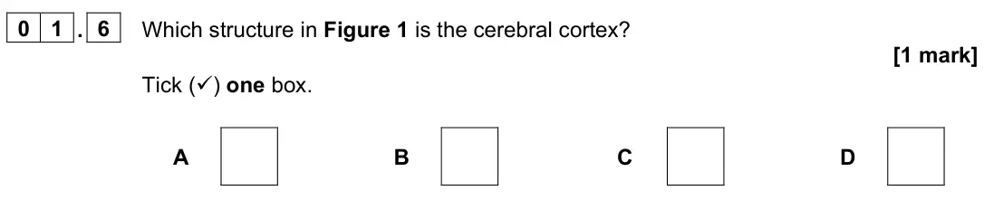 June 2024 Paper 2 Foundation, question 01.6: Which structure in Figure 1 is the cerebral cortex? [1 mark] Tick () one box. A B C D