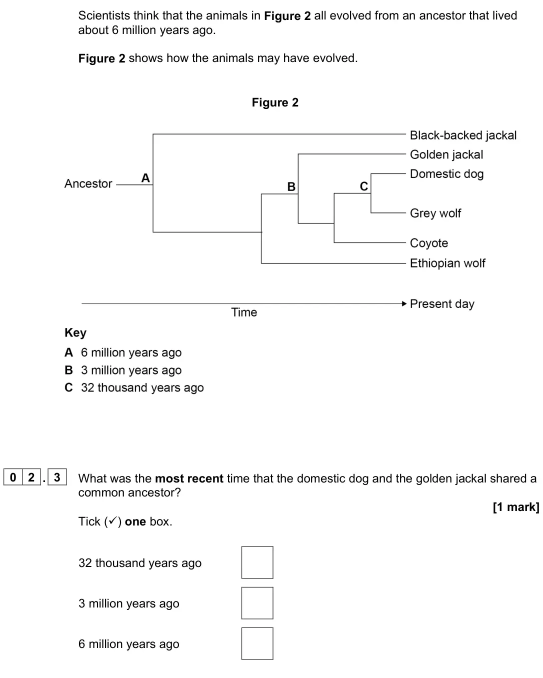 June 2024 Paper 2 Foundation, question 02.3: What was the most recent time that the domestic dog and the golden jackal shared a common ancestor? [1 mark] Tick () one box. 32 thousand years ago 3 million y