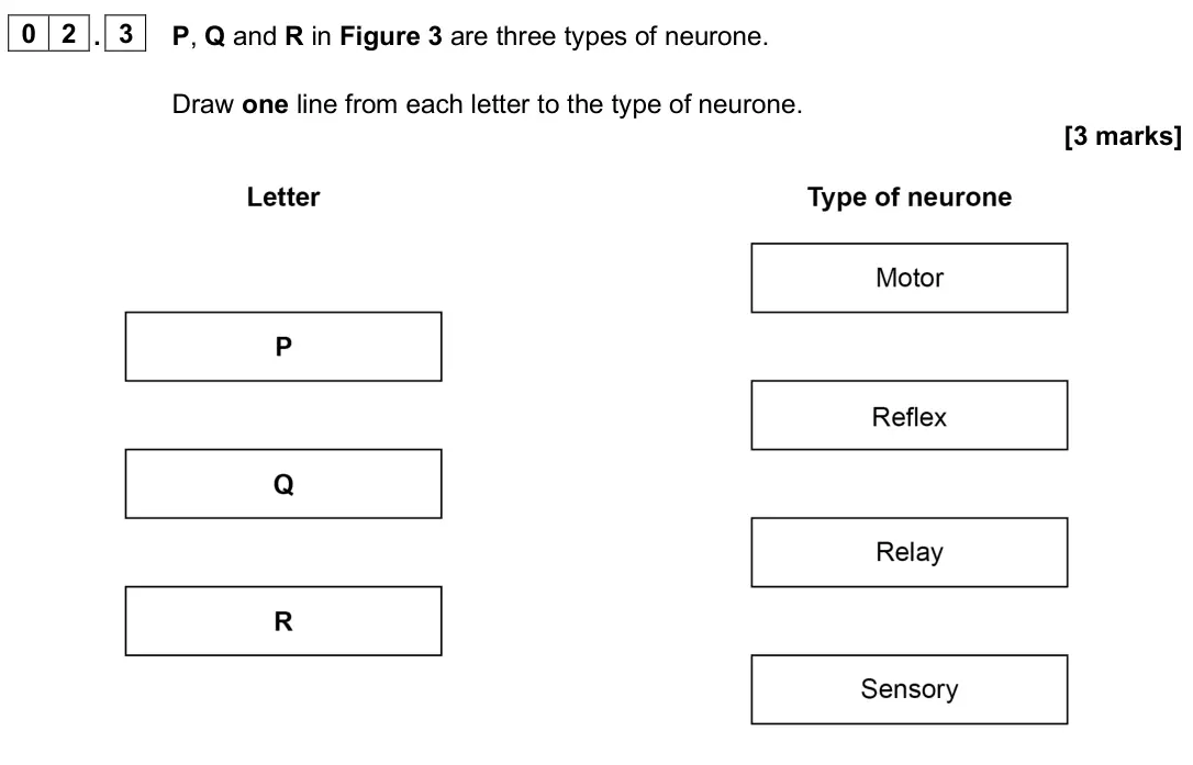 June 2025 Paper 2 Foundation, question 02.3: P, Q and R in Figure 3 are three types of neurone. Draw one line from each letter to the type of neurone. [3 marks]
