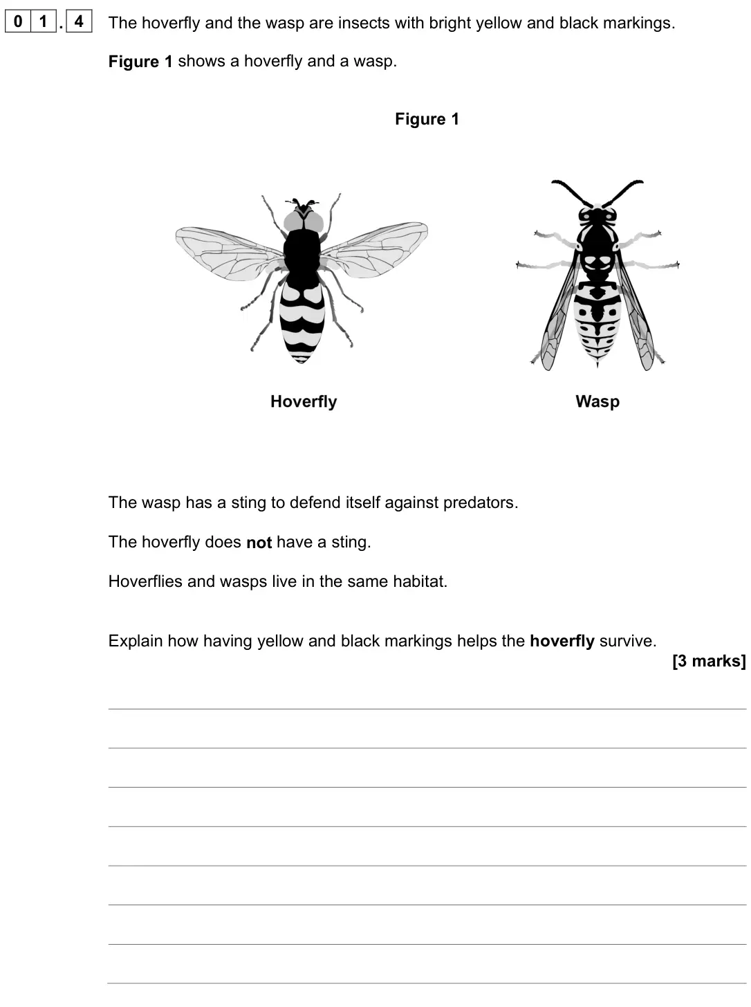 June 2024 Paper 2 Higher, question 01.4: The hoverfly and the wasp are insects with bright yellow and black markings. Figure 1 shows a hoverfly and a wasp. Figure 1 The wasp has a sting to defend itsel