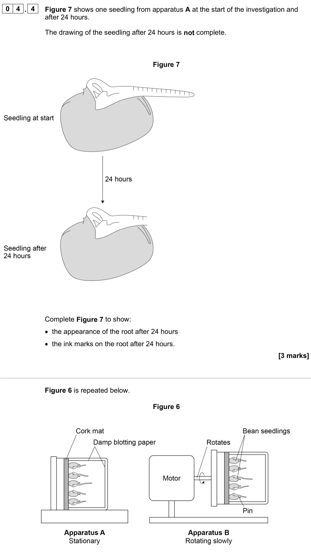 June 2024 Paper 2 Higher, question 04.4: Figure 7 shows one seedling from apparatus A at the start of the investigation and after 24 hours. The drawing of the seedling after 24 hours is not complete. F