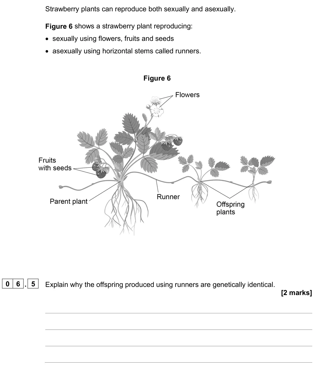 June 2025 Paper 2 Higher, question 06.5: Explain why the offspring produced using runners are genetically identical. [2 marks]