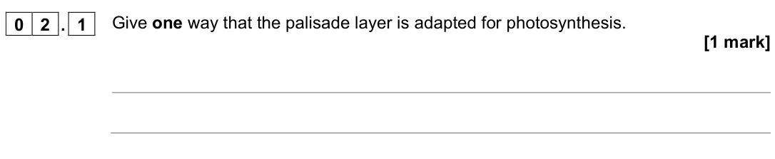 June 2022 Biology Paper 1 Foundation, question 02.1: Give one way that the palisade layer is adapted for photosynthesis. [1 mark]