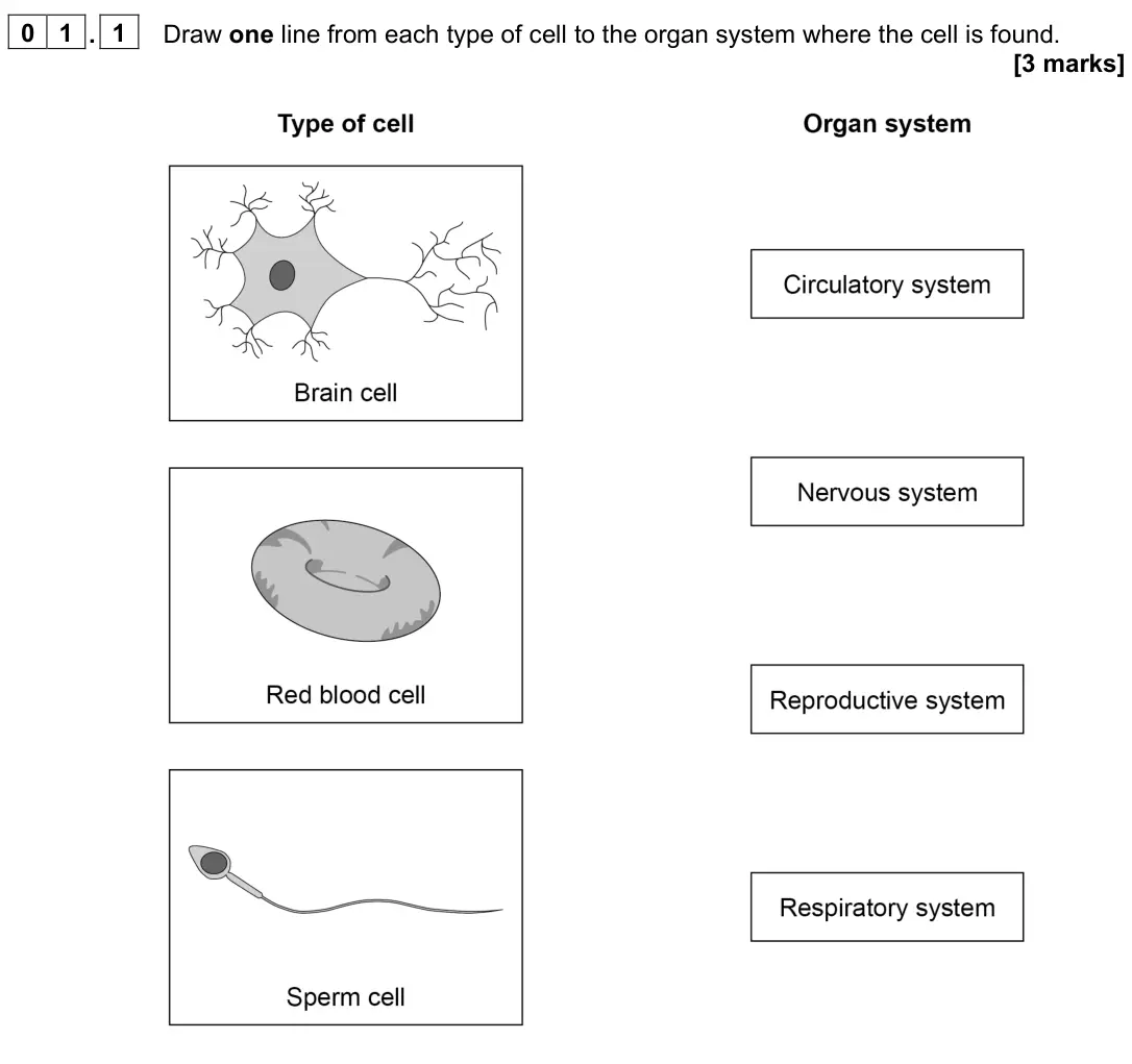 June 2023 Biology Paper 1 Foundation, question 01.1: Draw one line from each type of cell to the organ system where the cell is found. [3 marks]