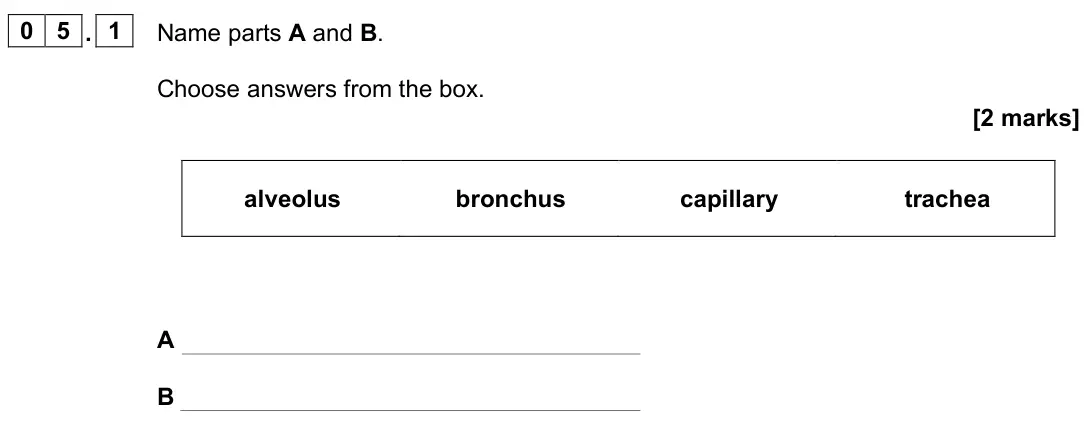 June 2023 Biology Paper 1 Foundation, question 05.1: Name parts A and B. Choose answers from the box. [2 marks] alveolus bronchus capillary trachea A B