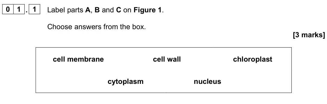 June 2024 Biology Paper 1 Foundation, question 01.1: Label parts A, B and C on Figure 1. Choose answers from the box. [3 marks] cell membrane cell wall chloroplast cytoplasm nucleus