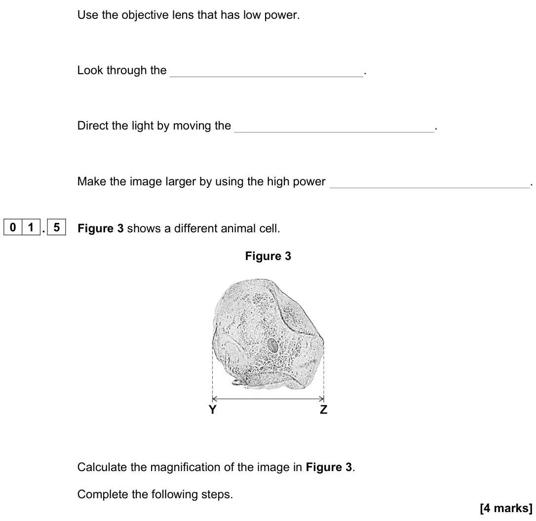 June 2024 Biology Paper 1 Foundation, question 01.5: Figure 3 shows a different animal cell. Figure 3 Calculate the magnification of the image in Figure 3. Complete the following steps. [4 marks]