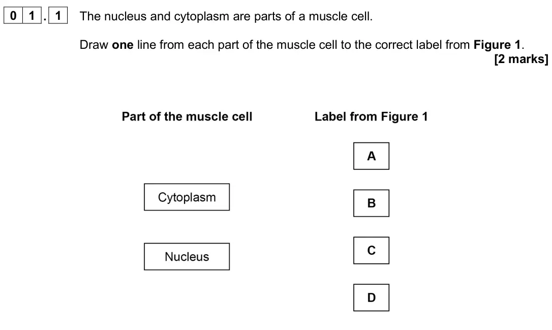 June 2025 Biology Paper 1 Foundation, question 01.1: The nucleus and cytoplasm are parts of a muscle cell. Draw one line from each part of the muscle cell to the correct label from Figure 1. [2 marks]