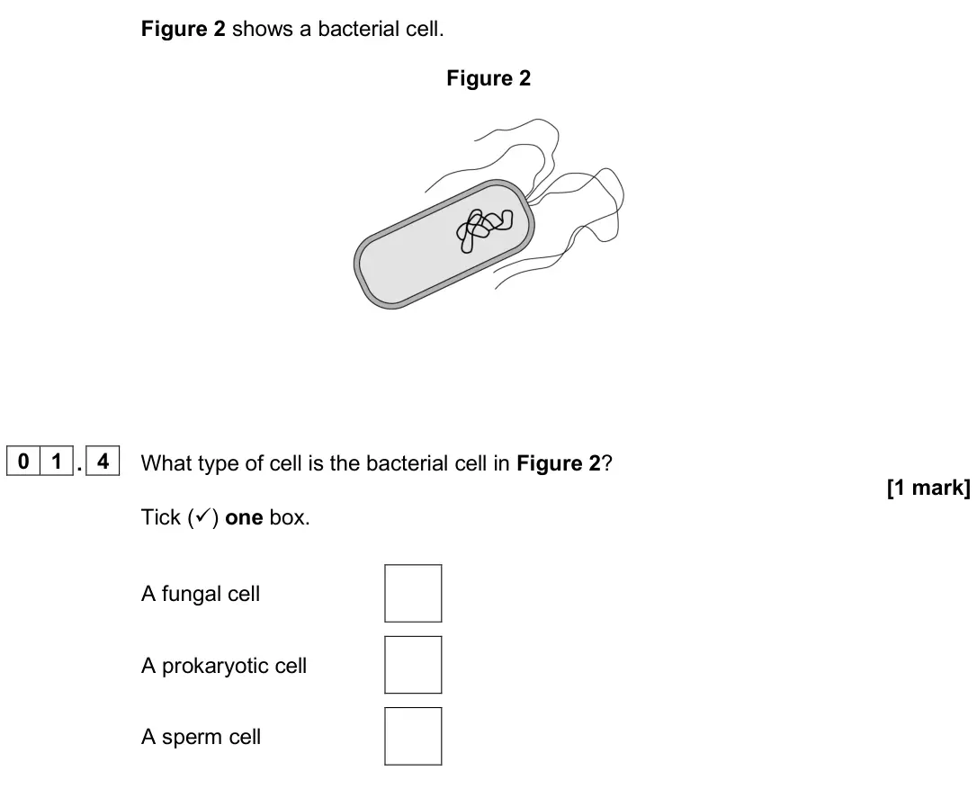June 2025 Biology Paper 1 Foundation, question 01.4: What type of cell is the bacterial cell in Figure 2? [1 mark] Tick () one box. A fungal cell A prokaryotic cell A sperm cell