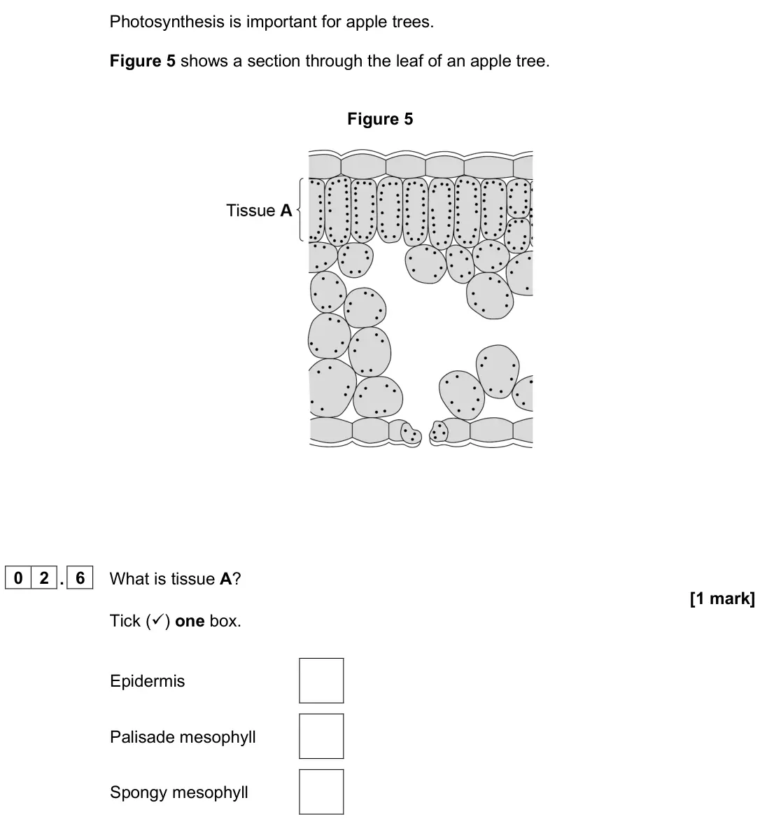 June 2025 Biology Paper 1 Foundation, question 02.6: What is tissue A? [1 mark] Tick () one box. Epidermis Palisade mesophyll Spongy mesophyll